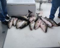 inshore 11 20200408