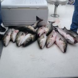 inshore 11 20200408